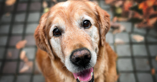 Caring for Your Senior Dog This Summer