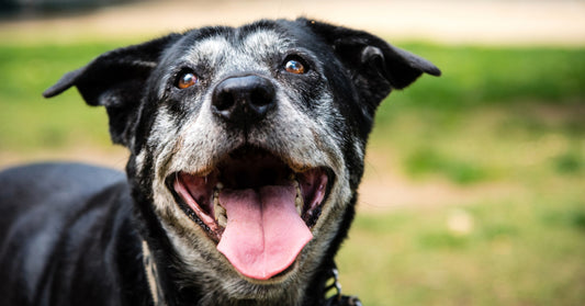 Joint Care for Senior Dogs